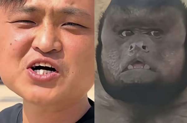 配资机构网 网红“狗王”撞脸合肥“丑猴”：计划用口技让“丑猴说话”_大皖新闻 | 安徽网